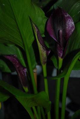 Callas 032yy.jpg