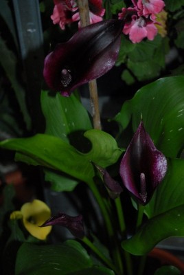 Callas 029yy.jpg