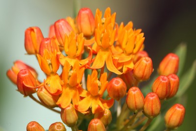 Asclepias tuberosa.JPG