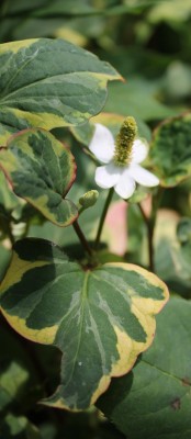 Houttuynia cordata.jpg