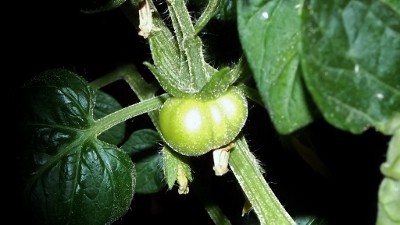 DSCF6124 (400x225).jpg