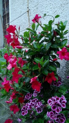 rote_dipladenia.jpg