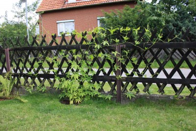 Inkagurke 02.07.2013.jpg