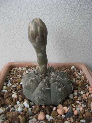 Gymnocalycium quehlianum_130703.JPG