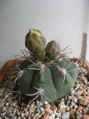 Gymnocalycium hybopleurum L503_130703.JPG