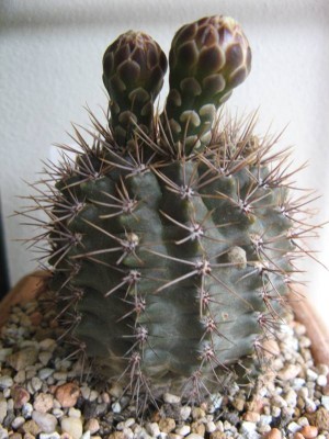 Gymnocalycium gibbosum v. nobile MG468_130703.JPG