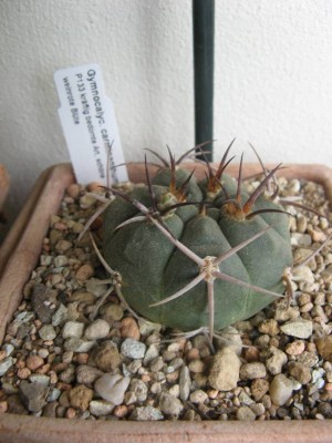 Gymnocalycium carminanthum P133_130618.JPG