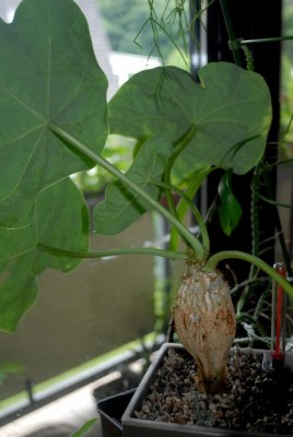 Jatropha213 016yy.jpg