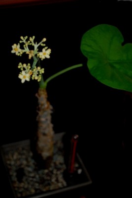 Jatropha213 014yy.jpg