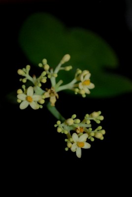 Jatropha213 013yy.jpg