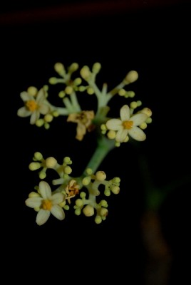 Jatropha213 012yy.jpg