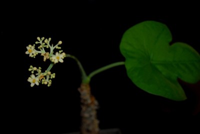Jatropha213 010yy.jpg