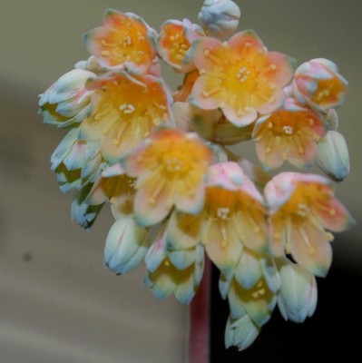 Balkon2013 208yy.jpg