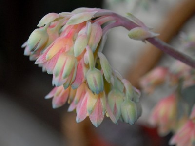 Balkon2013 207yy.jpg