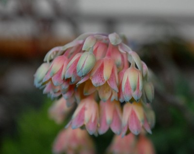 Balkon2013 205yy.jpg