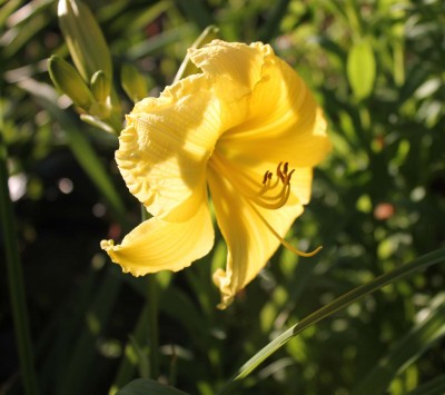 Hemerocallis Arctic Snow.jpg