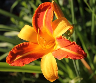 Hemerocallis Frans Hals.jpg