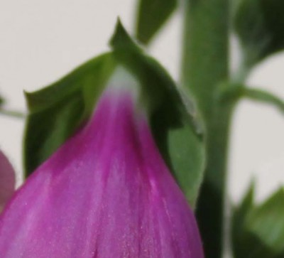 Julirätsel bild 2.jpg