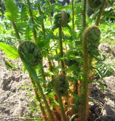 winterharter Gartenfarn.jpg