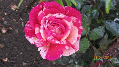 Rose Broceliande.jpg