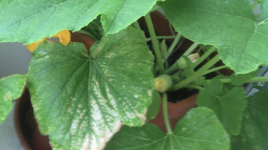 Bei meinem Zucchini verfärben sich die Blätter... · Pflanzenkrankheiten &  Schädlinge · GREEN24 Pflanzen & Garten Forum