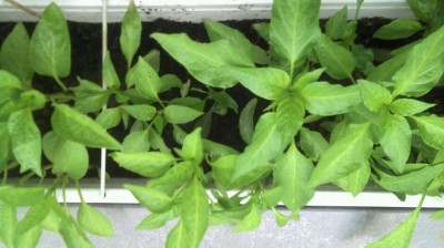 Paprika oder Chili1.jpg