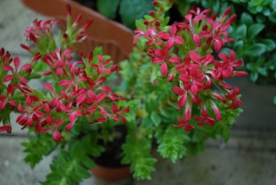 Crassulaceae213 040yy.jpg