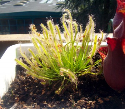 Drosera5.JPG
