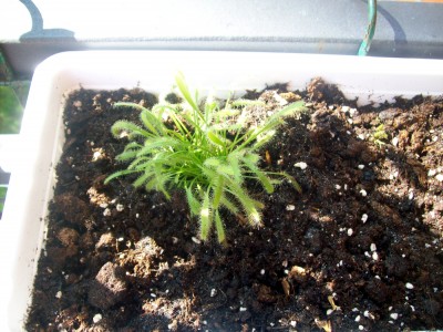 Drosera4.JPG