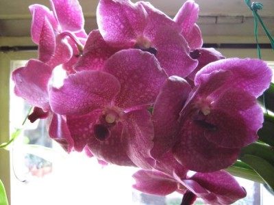 Vanda.JPG
