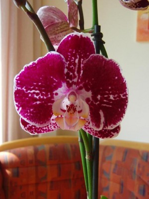 Blüte1.JPG