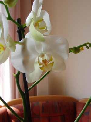 Blüte2.JPG