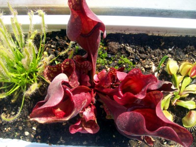 Sarracenia.JPG
