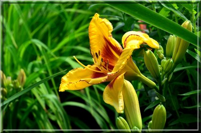 Miltitzer Tiger 1 kl.jpg