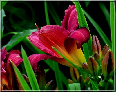 Cologne Mystery 1 kl.jpg