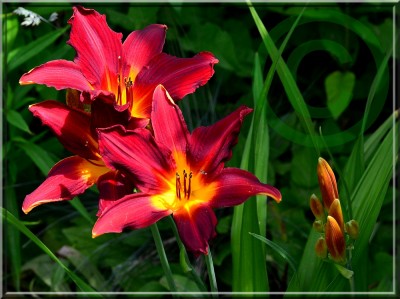 Carey Quinn 3 kl.jpg