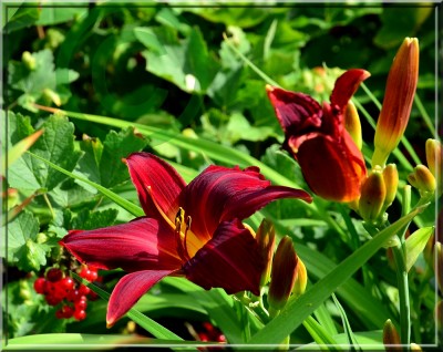 Carey Quinn 2 kl.jpg