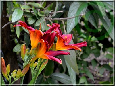 Carey Quinn 1 kl.jpg