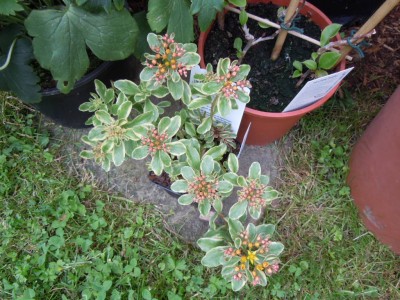 buntes sedum.JPG