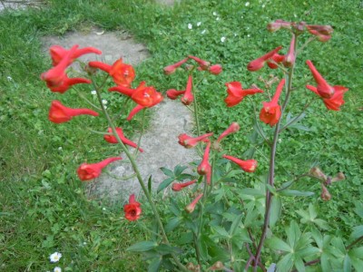 delphinium naudic. redcap.JPG