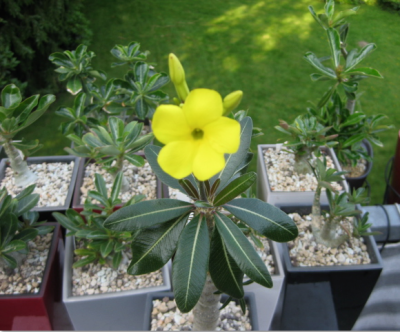 Pachypodium 2.png
