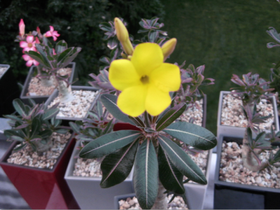 Paachypodium rosulatum 06.07.13.png