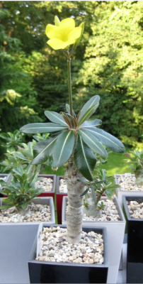 Pachypodium 4.png