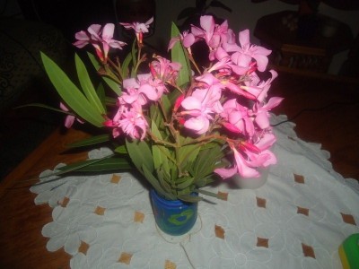 DSC05818 (800x600).jpg