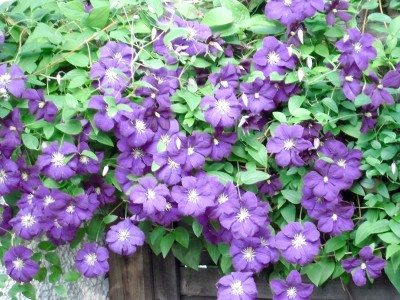 Clematis.jpg