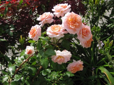 Rosa Schloss Eutin_9303.jpg