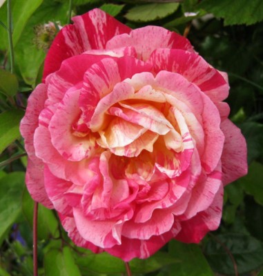 Rosa Broceliande_9272.jpg