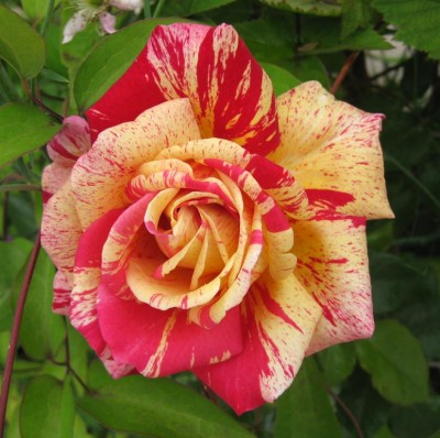 Rosa Broceliande_9244.jpg