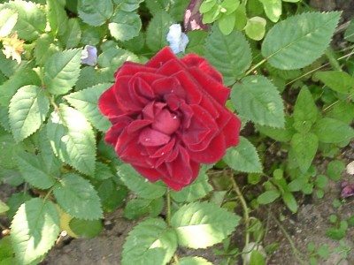 Rose Oli.JPG