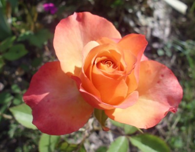 DSCI0659.JPG